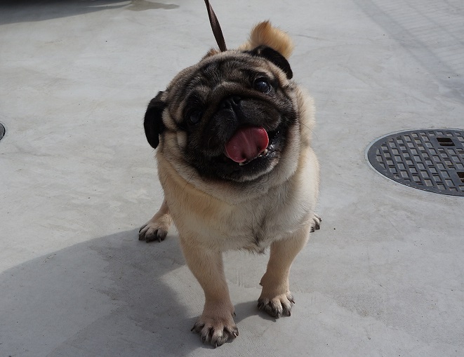 大木ブリーダー