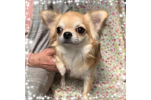 販売中のチワワ(ロングコート)の親犬