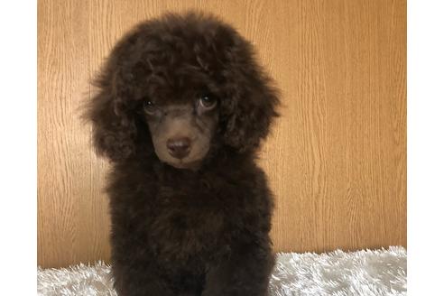 販売中のトイプードルの親犬