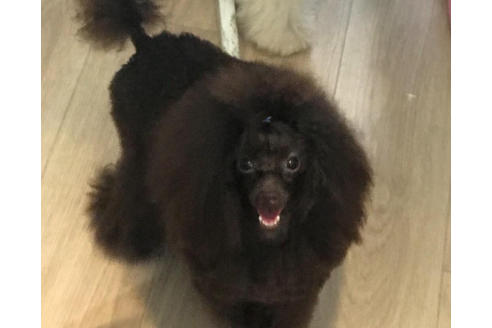 販売中のトイプードルの親犬