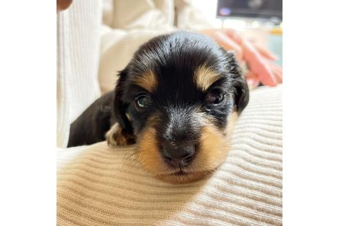 ミニチュアダックスフンドの子犬を探す ブリーダーナビ