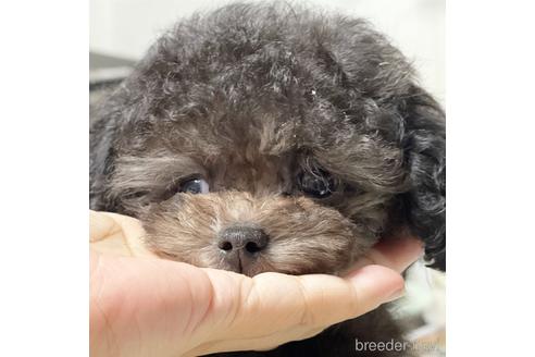 東京都のティーカッププードル 男の子 21 04 22生まれ 兄弟で1番小さい小吉くん たぶんチビ 子犬id ブリーダーナビ