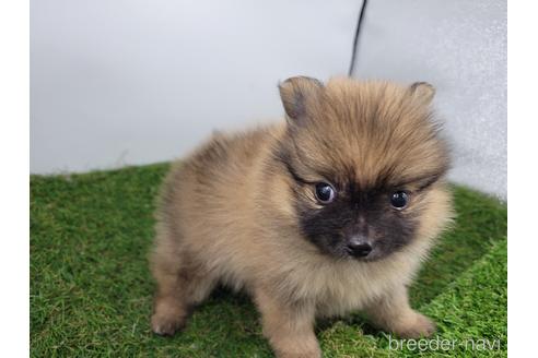 東京都でポメラニアンの子犬を探す ブリーダーナビ