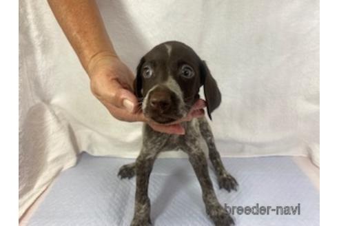 愛媛県でジャーマンポインターの子犬を探す ブリーダーナビ