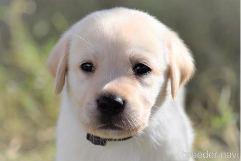 ラブラドールレトリーバーの子犬を探す ブリーダーナビ