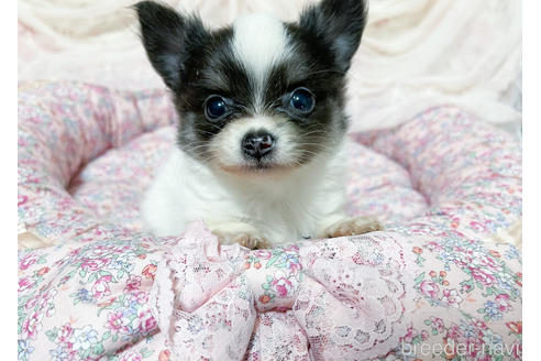 ブルー系のロングコートチワワの子犬を探す ブリーダーナビ