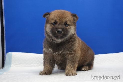 愛知県の柴犬 男の子 22 01 30生まれ 可愛いモグラちゃん 子犬id ブリーダーナビ