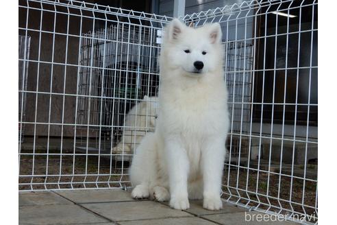 栃木県のサモエド 男の子 21 12 22生まれ 上質なサモエド 子犬id ブリーダーナビ