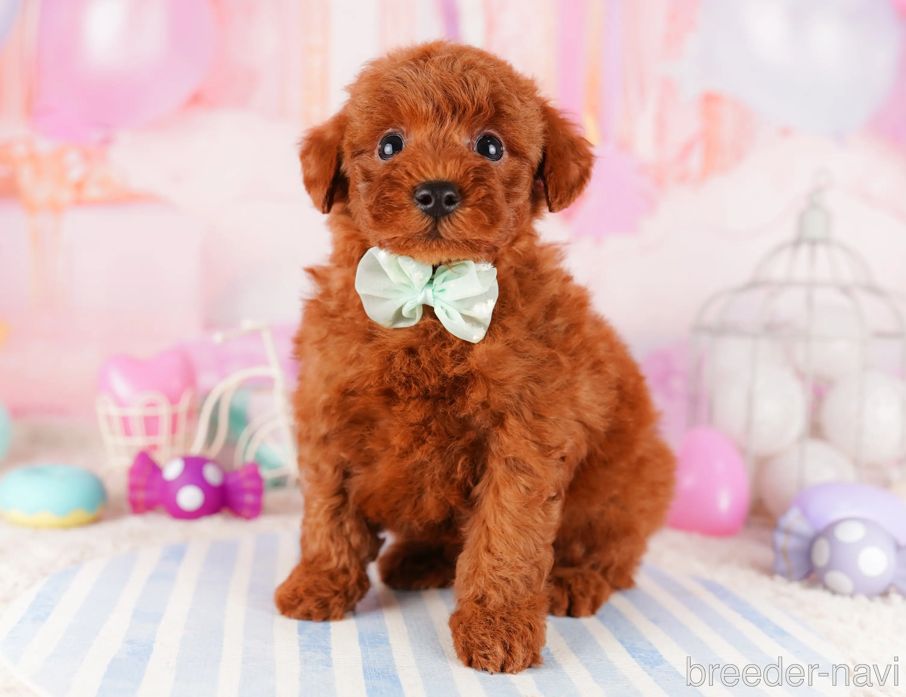 ♂トイプードル