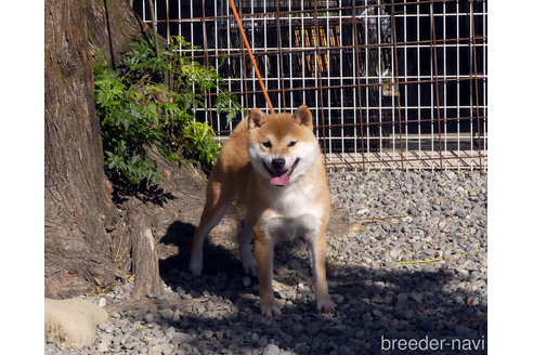 販売中の柴犬の父親