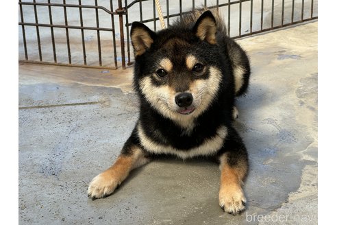 成犬の柴犬を探す｜ブリーダーナビ