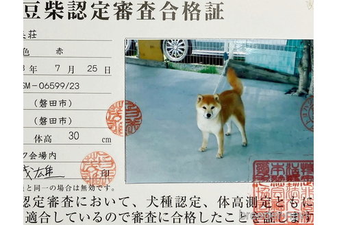 販売中の豆柴の母親