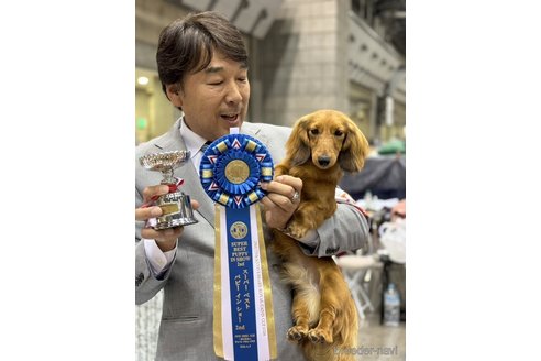 販売中のミニチュアダックスフンド(ロングヘアード)の親犬