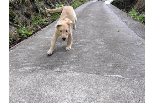 大橋則男ブリーダーの詳細