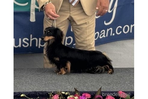 販売中のカニンヘンダックスフンド(ロングヘアード)の親犬