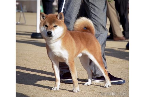 野口恵津子ブリーダーの詳細