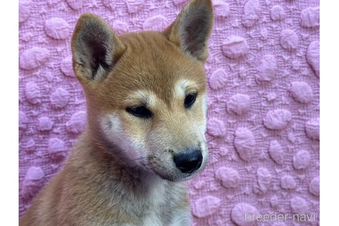 茶色の柴犬の子犬を探す｜ブリーダーナビ