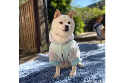 商談中の高知県の豆柴-343841