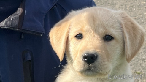 ラブラドールレトリーバーの子犬を探す｜ブリーダーナビ