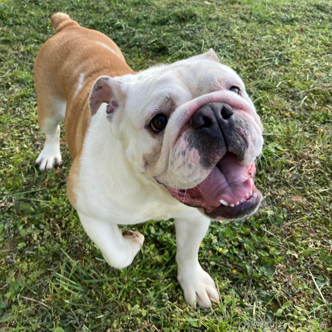 販売中の愛媛県のブルドッグ-326180