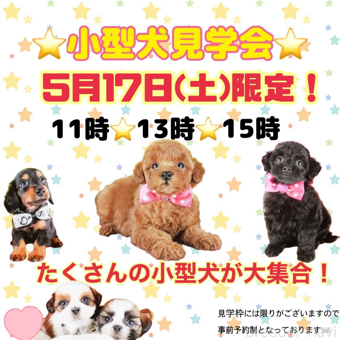 生田碧ブリーダー