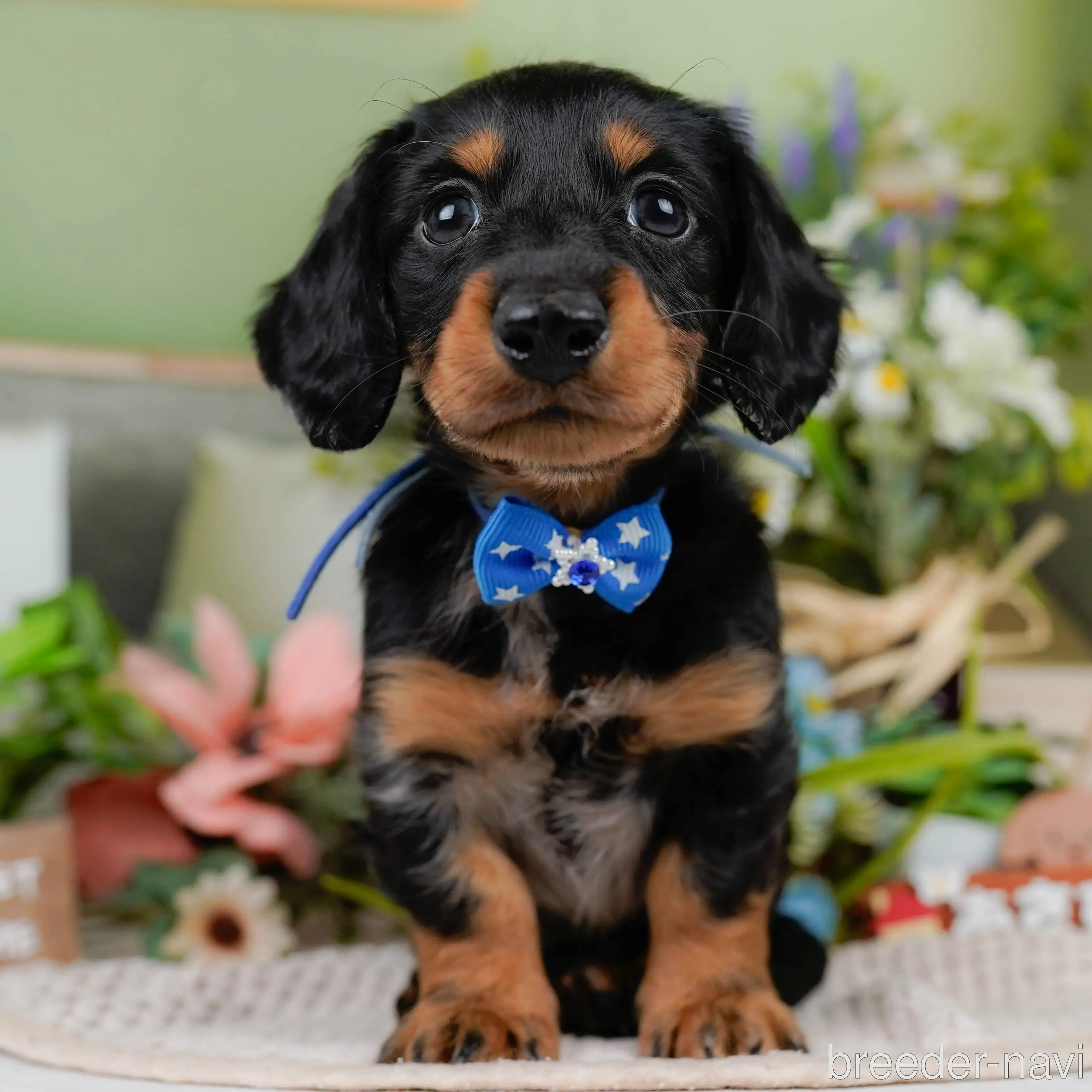 ♂カニンヘンダックスフンド(ロングヘアード)