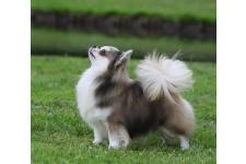 クチュクマナウ かな子