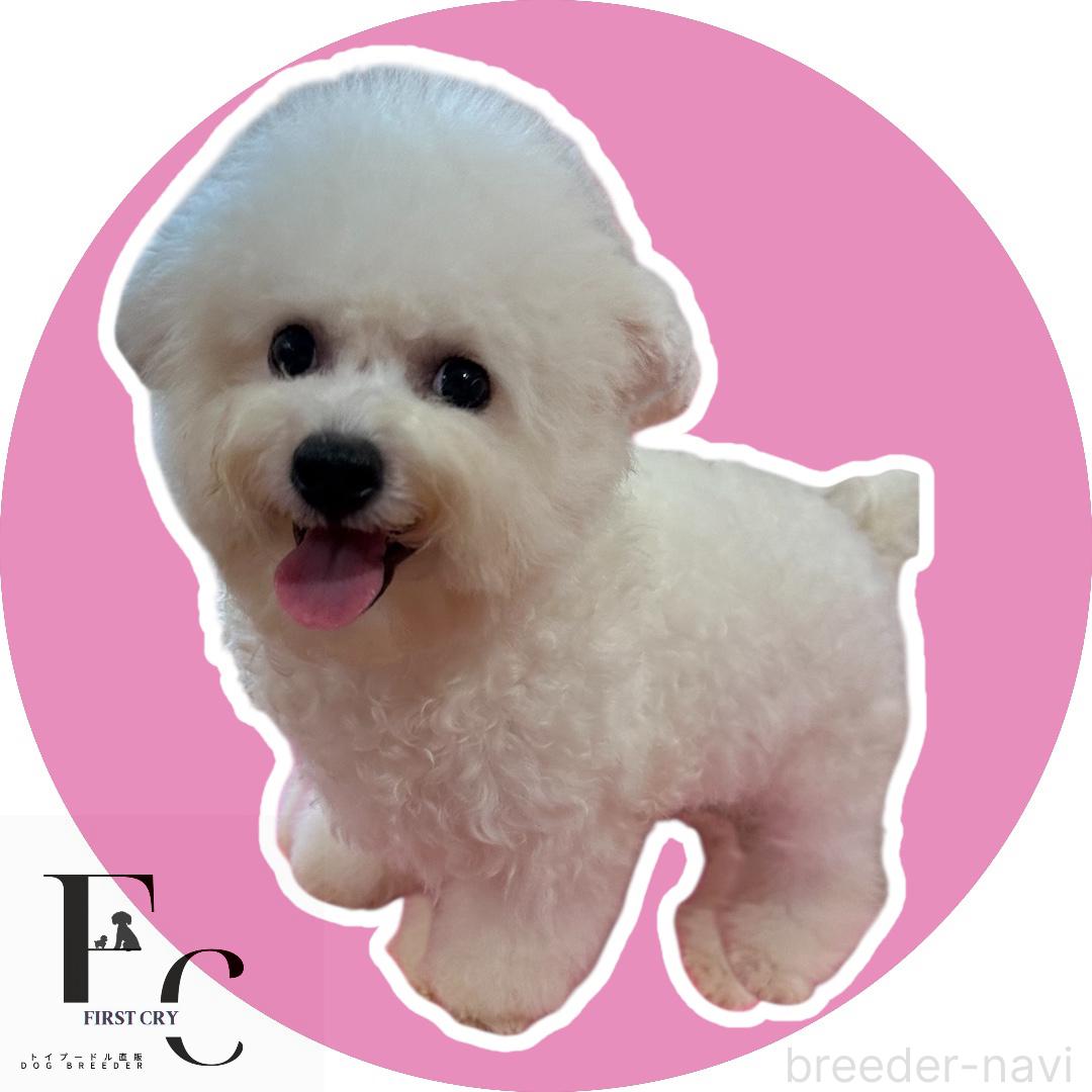 販売中の栃木県のビションフリーゼ-368070