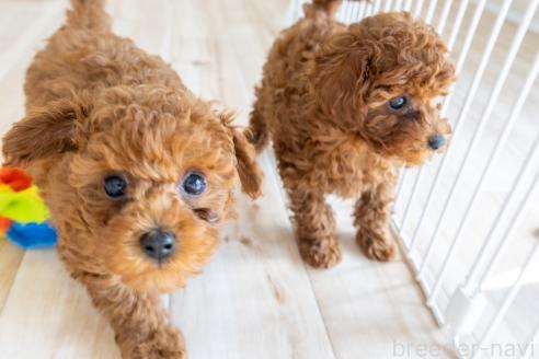 販売中の静岡県のタイニープードル-374219