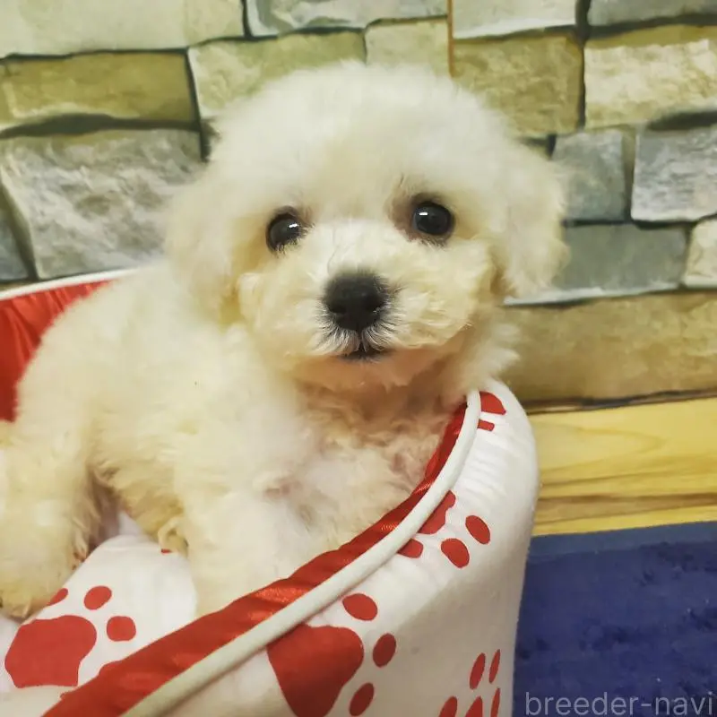 商談中の広島県のビションフリーゼ-411497