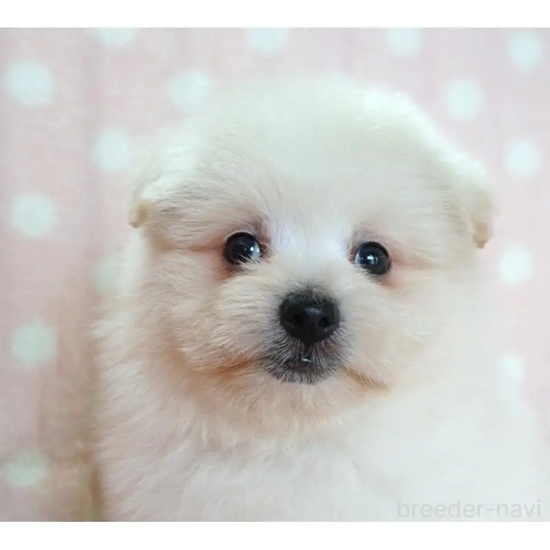 販売中の長崎県のポメプー:ポメラニアン×トイプードル-416559