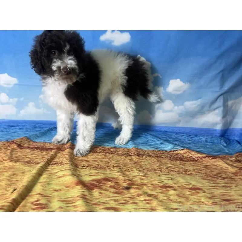 販売中の千葉県のミディアムプードル-419856