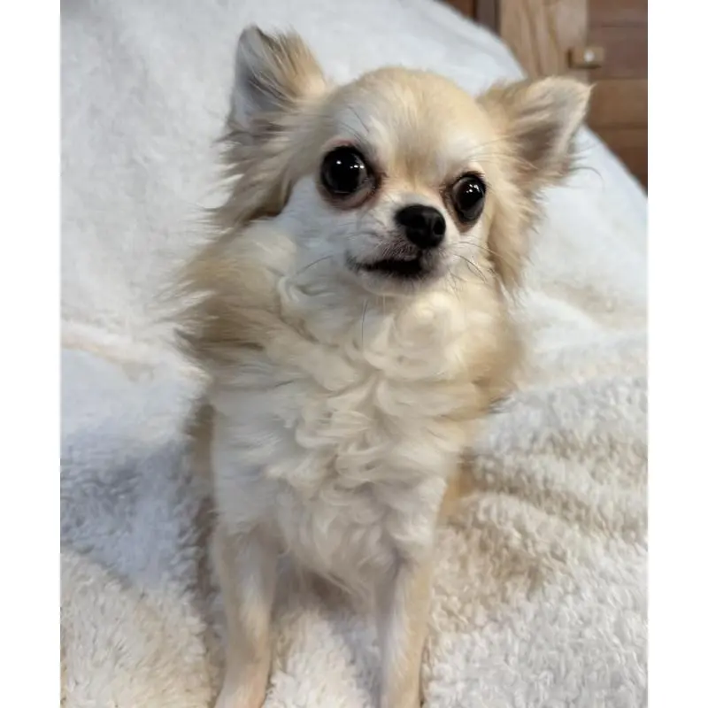 販売中の滋賀県のチワワ(ロングコート)-424169