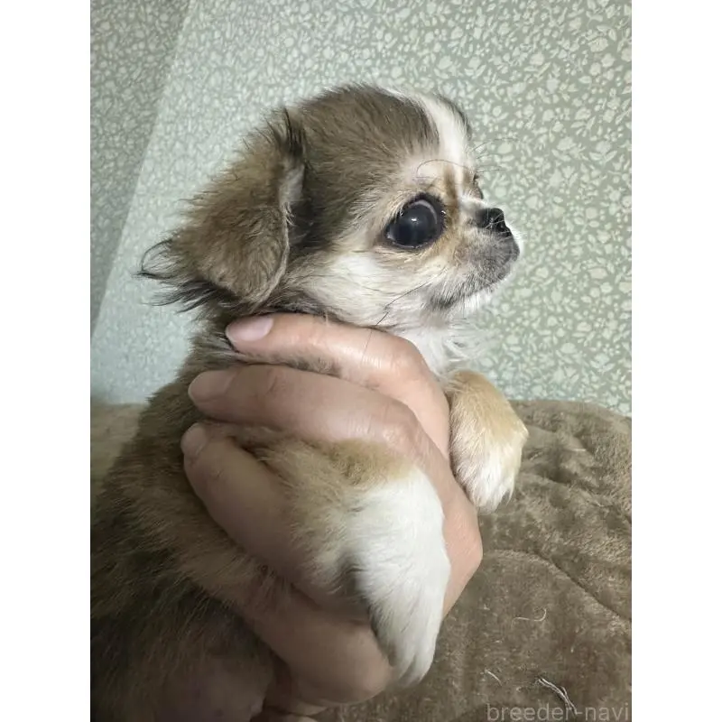販売中の福島県のミックス犬-426171