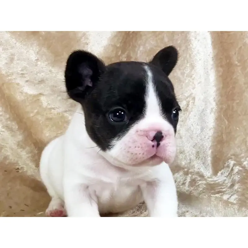 販売中の宮城県のフレンチブルドッグ-428025