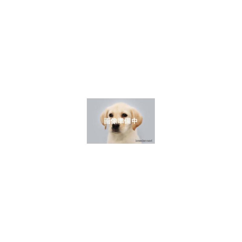 販売中の神奈川県のラブラドールレトリーバー-430097