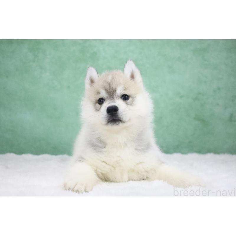 販売中の栃木県のシベリアンハスキー-428258