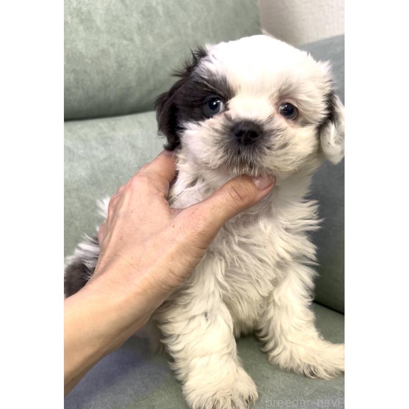 販売中の奈良県のシーズー-430092