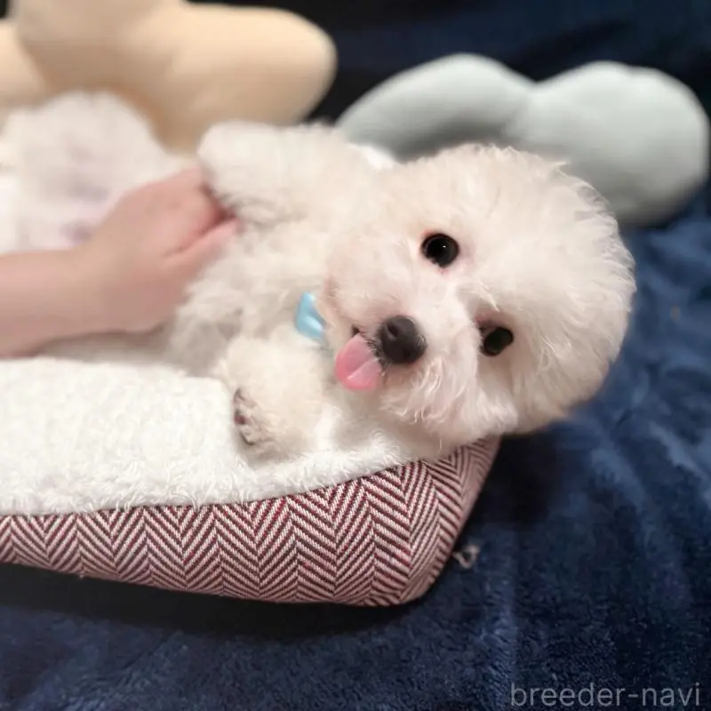 商談中の埼玉県のビションフリーゼ-433276