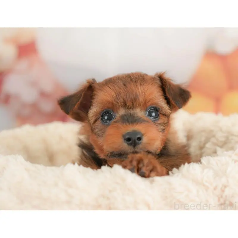 販売中の栃木県のポメプー:ポメラニアン×トイプードル-434594