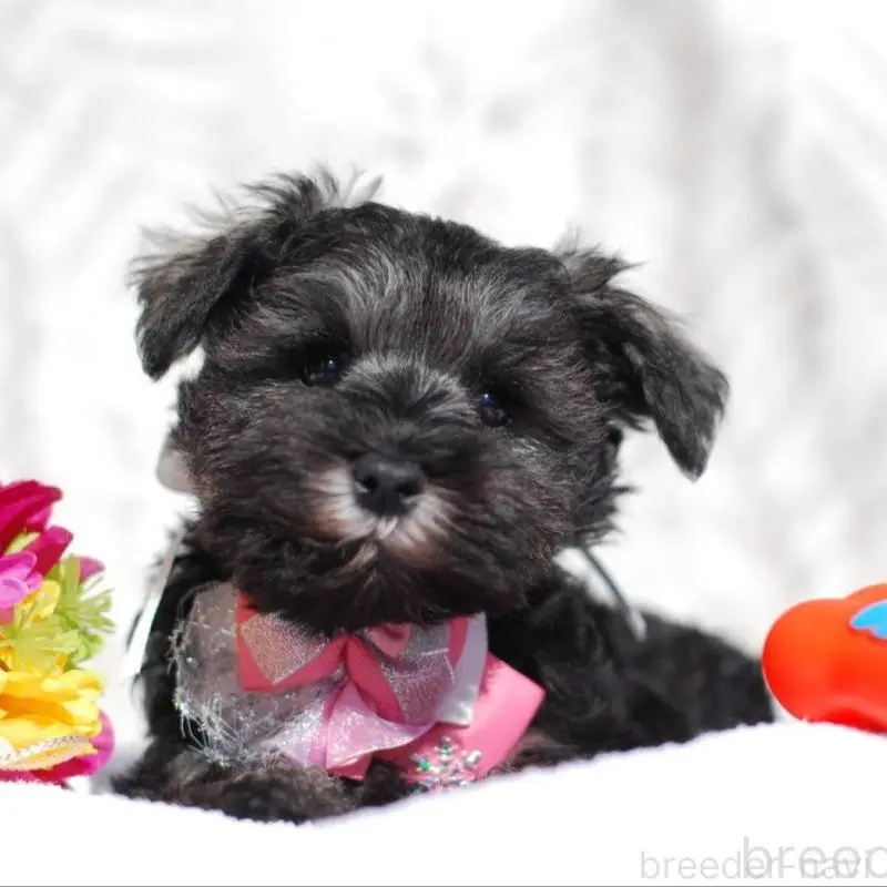 販売中の静岡県のミニチュアシュナウザー-437419