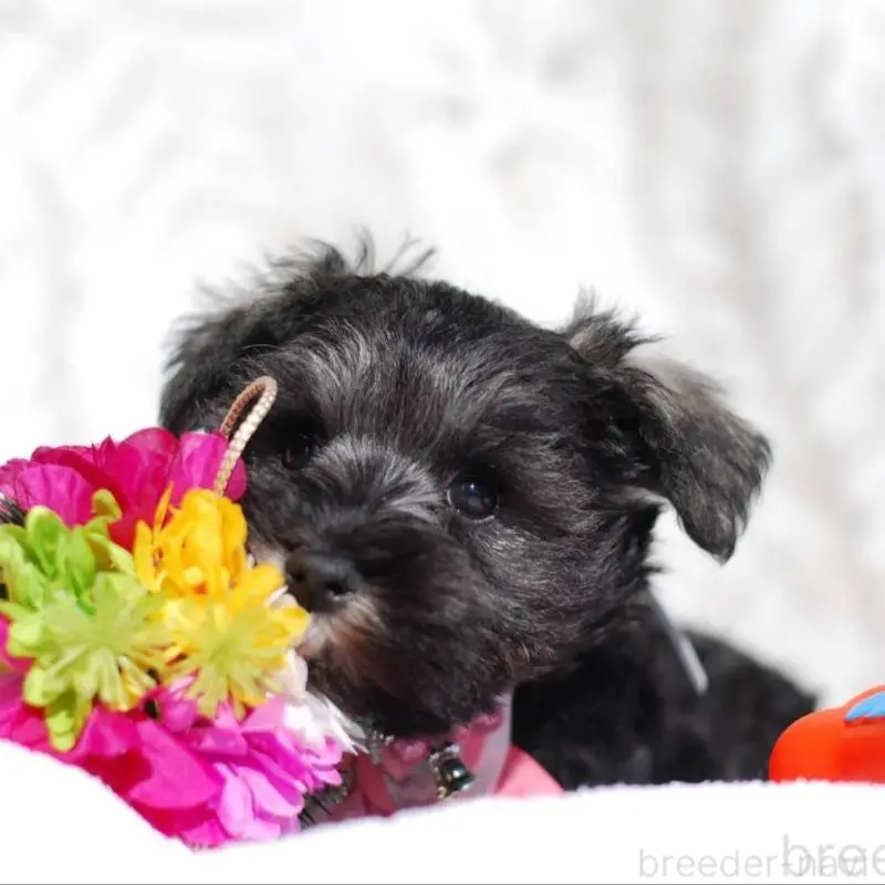 販売中の静岡県のミニチュアシュナウザー-437421