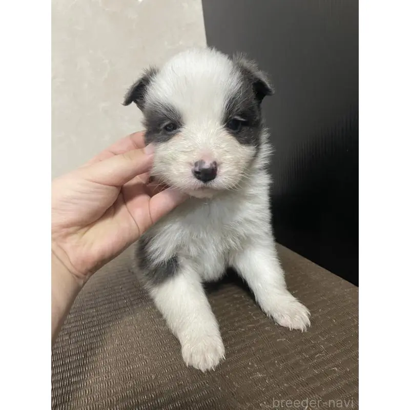 販売中の東京都のボーダーコリー-439294