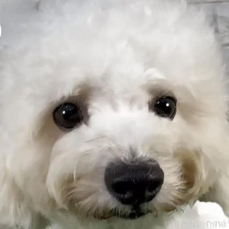 販売中の埼玉県のビションフリーゼ-439586