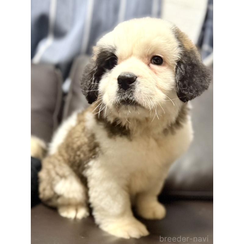 販売中の奈良県のセントバーナード-439793