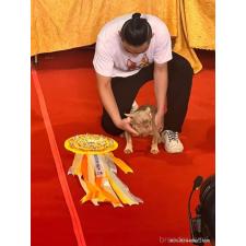 グェン トゥンギア