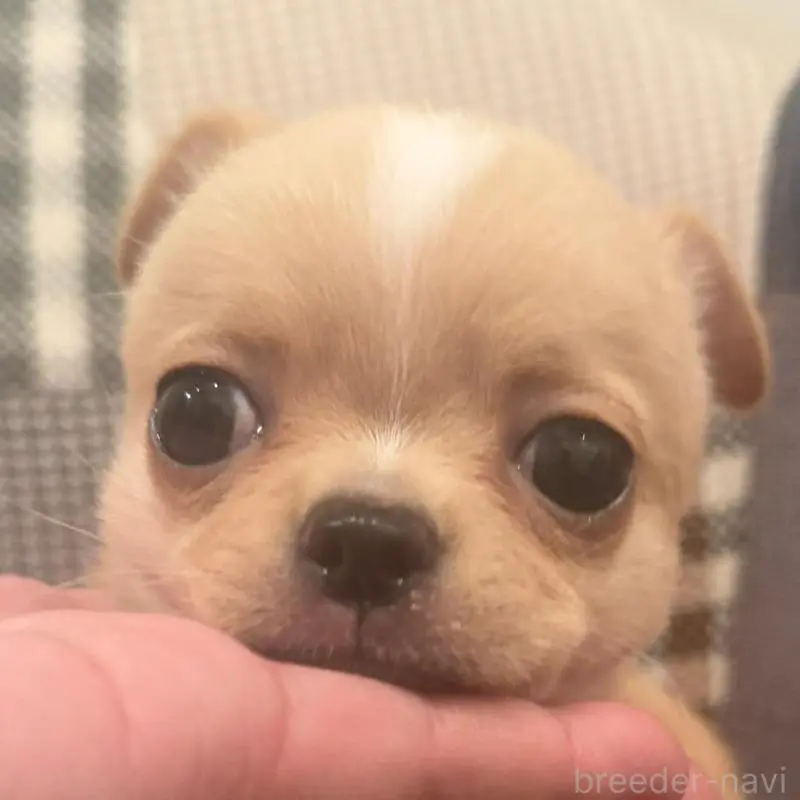 販売中の徳島県のチワワ(スムースコート)-440978