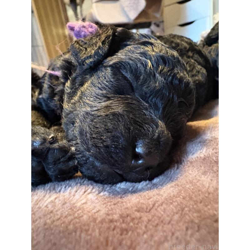 販売中の東京都のミディアムプードル-438627