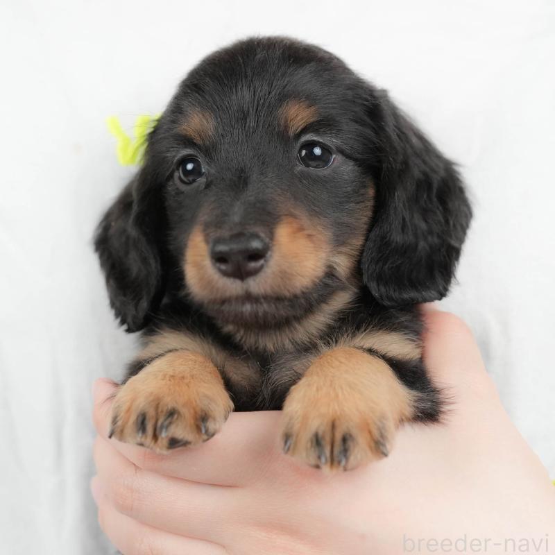 販売中の栃木県のミニチュアダックスフンド(ロングヘアード)-442134