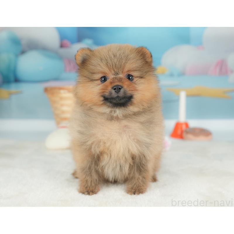 販売中の栃木県のポメラニアン-442132